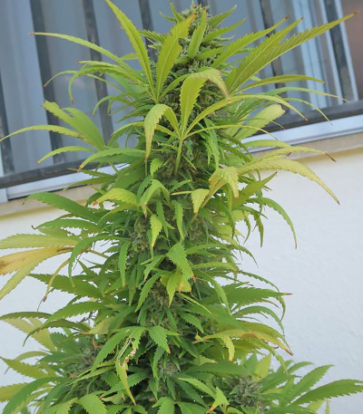 Семена сорта Buddha Kraken fem (Buddha Seeds)