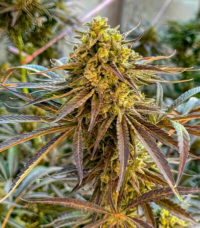Семена сорта Mandarin Cookies fem (7CH American)