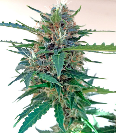 Семена сорта Northen Light X Skunk fem (World of Seeds)