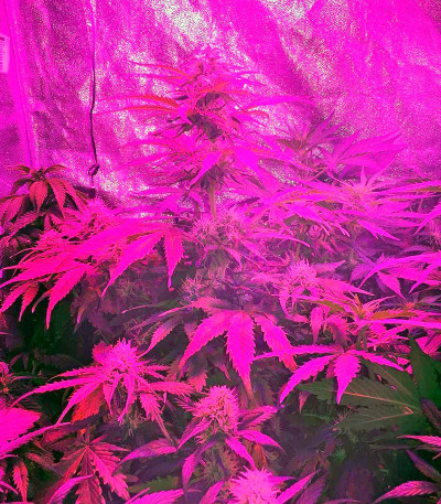 Семена сорта Northern Lights Automatic fem (Nirvana Seeds)