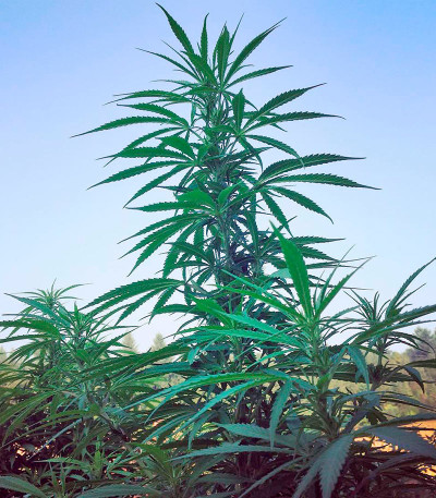 Семена сорта Strawberry Blue fem (World of Seeds)