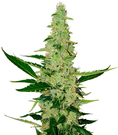 Семена сорта Auto Chocolate Kush fem (00 Seeds)