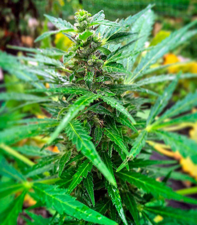 Семена сорта AK 48 fem (Nirvana Seeds)