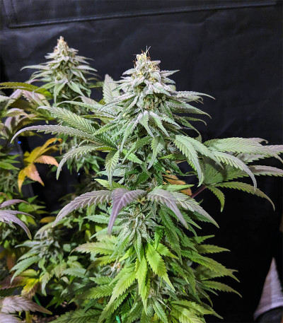Семена сорта Acapulco Gold fem (Barney's Farm)