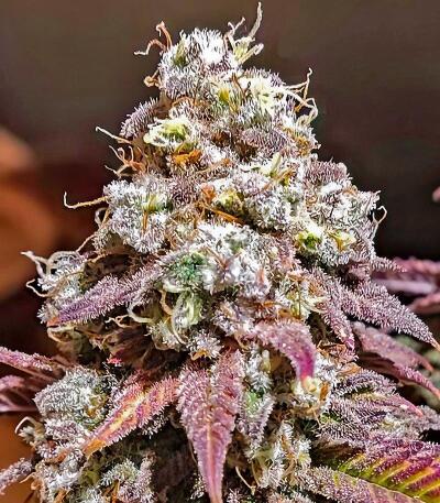Семена сорта Afghanka Auto fem (Семяныч)