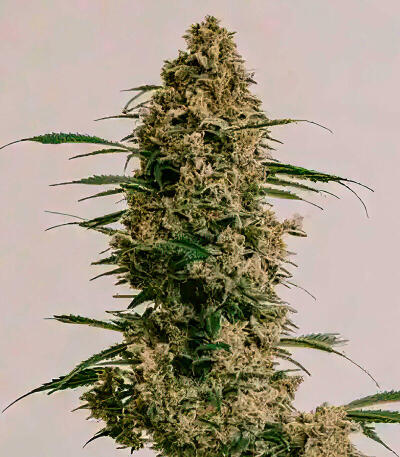 Семена сорта Afghanka Auto fem (Семяныч)