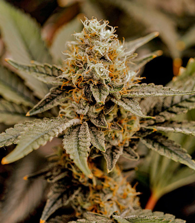 Семена сорта Apple Fritter Fast Version fem (7CH American)