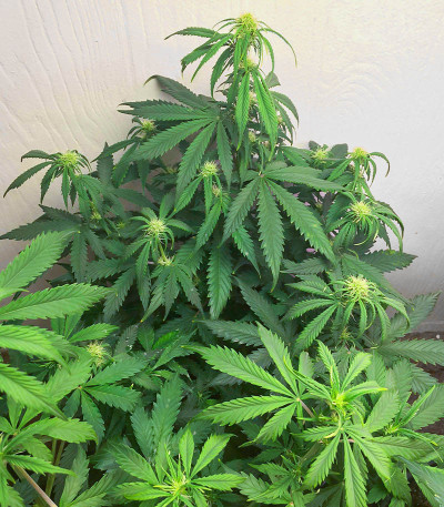 Семена сорта Auto Chronic Monster XXL fem (Victory Seeds)