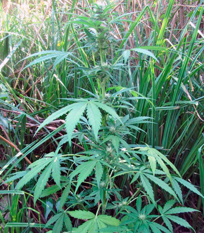 Семена сорта Auto Fresh Candy fem (Pyramid Seeds)