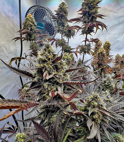 Семена сорта Lemon Cherry Gelato fem от Barney's Farm