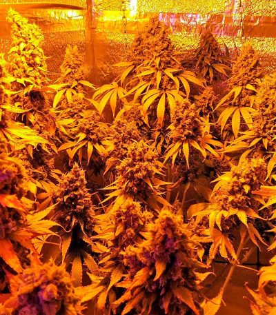 Семена сорта Serious Happiness reg (Serious Seeds)