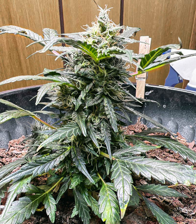 Семена сорта Chem Bomb Auto fem (Humboldt Seed Organization)