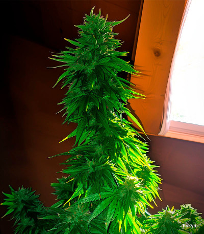 Семена сорта Gorilla fem (Семяныч)