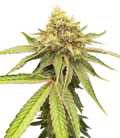 Семена сорта Watermelon Zkittlez Fast Version fem (Easy Grow Seeds)