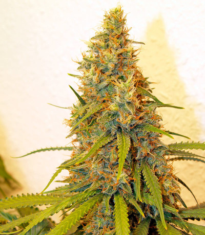 Семена сорта Dedoverde Haze fem