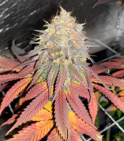Семена сорта King's Juice (Green House Seeds)