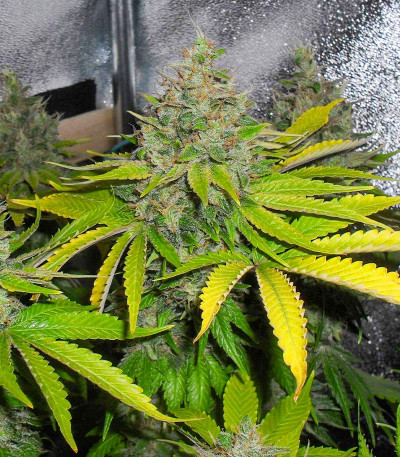 Семена сорта NYC Diesel CBD fem (Sweet Seeds)