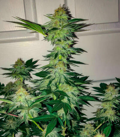 Семена сорта Ultimate Afghan Auto fem (Семяныч)
