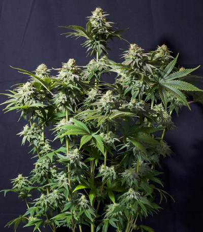 Семена сорта Orange Sherbet FF fem (FastBuds)