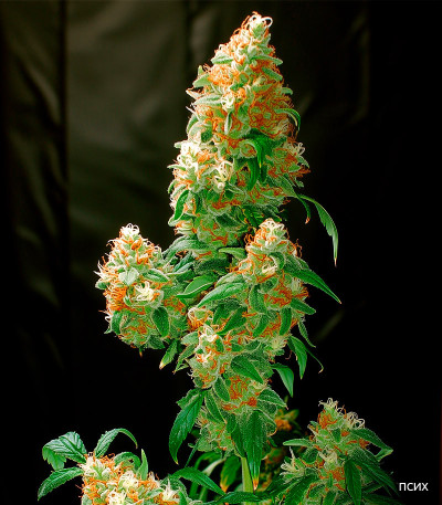 Семена сорта Mimosa X Orange Punch fem (Barney's Farm)