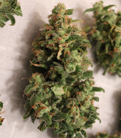 Семена сорта Blackberry auto fem (FastBuds)