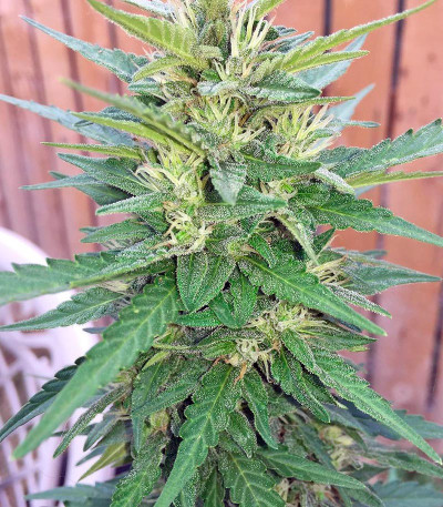 Семена сорта Blue Dream fem (Humboldt Seeds)