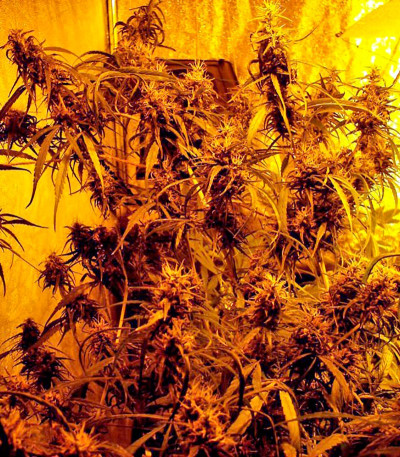 Семена сорта Hawaii Maui Waui fem (Nirvana Seeds)