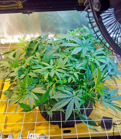 Семена сорта Northern Lights reg (Nirvana Seeds)