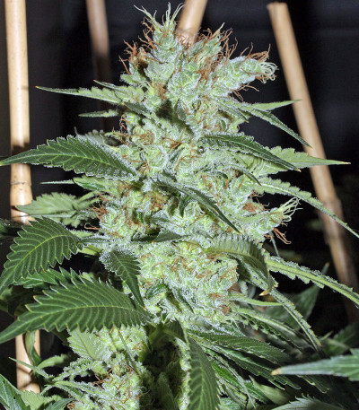 Семена сорта Smile Max Auto fem