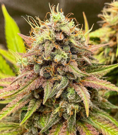 Семена сорта The White Fire OG fem (Seedkeepers)