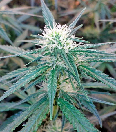 Семена сорта White Cheese Autoflowering fem (Dinafem Seeds)
