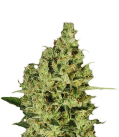 Семена сорта Delahaze fem (Paradise Seeds)