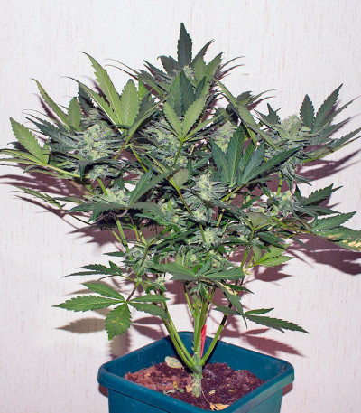 Семена сорта Sweet Skunk Auto fem (Sweet Seeds)