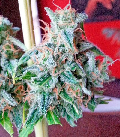 Семена сорта Afghan Kush X Skunk fem (World of Seeds)