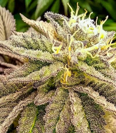 Семена сорта Afghanka Auto fem (Семяныч)