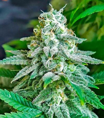 Семена сорта Afghanka Auto fem (Семяныч)