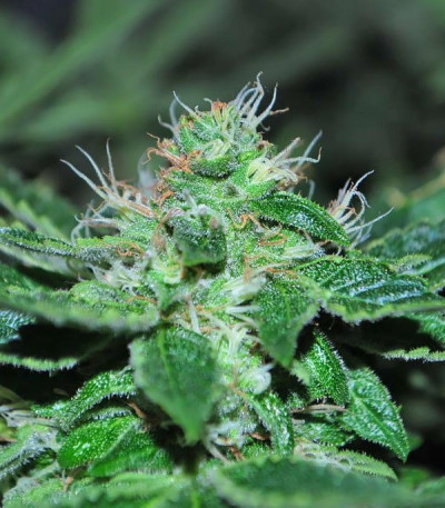 Семена сорта Incredible Bulk fem (Dr. Krippling Seeds)