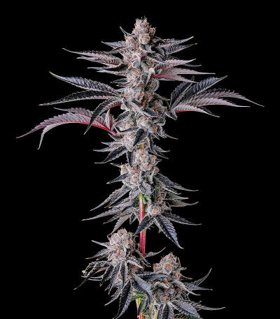 Семена сорта New Money fem (Compound Genetics)