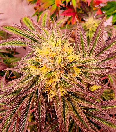 Семена сорта Pellezino Cookies fem (Original Sensible Seeds)