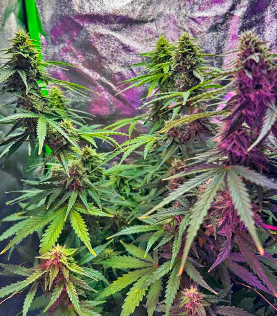 Семена сорта Plushberry Auto fem (7CH American)