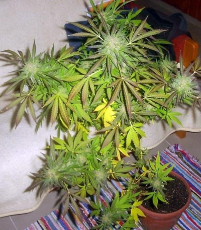 Семена сорта Super Critical fem (Green House Seeds)