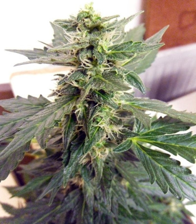 Семена сорта Sweet Mango Auto fem (Green House Seeds)