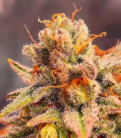 Семена сорта Ultimate Lemon Haze Auto fem (Семяныч)