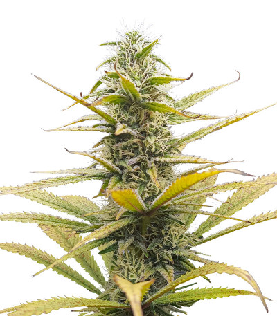 Семена сорта Auto Bruce Lemon Diesel fem (Dutch Passion)