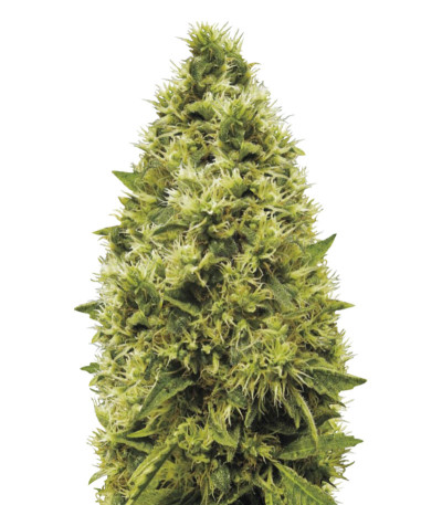 Семена сорта White Widow fem (Victory Seeds)