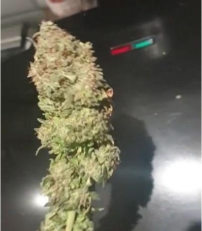 Семена сорта Super Lemon Haze fem (Green House Seeds)