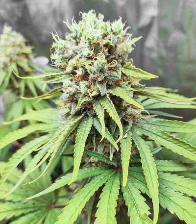 Семена сорта Bruce Banner #3 fem