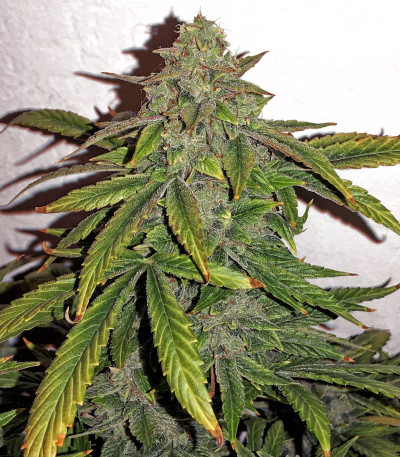 Семена сорта Bruce Banner fem (Cali Buds Seeds)