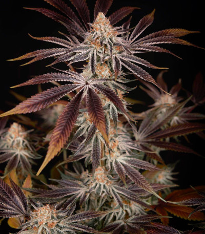 Семена сорта Dark Phoenix fem (Green House Seeds)