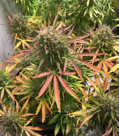 Семена сорта Original Glue Auto fem (Nirvana Seeds)